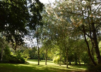 Photo: Sunlight through the trees at Burrow Farm Gardens