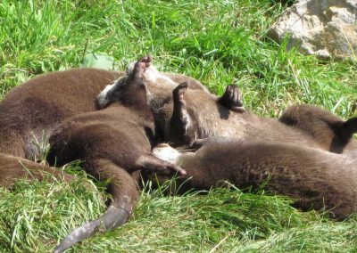 Photo: Otters playing at Wildwood Escot