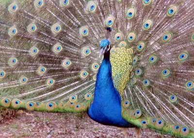 Photo: A peacock displaying at Escot