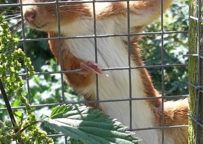 Photo: A curious red squirrel at Wildwood Escot