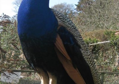 Photo: An Escot peacock
